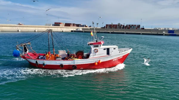 Comprar pescado fresco directo del barco en Valencia : dónde y cómo